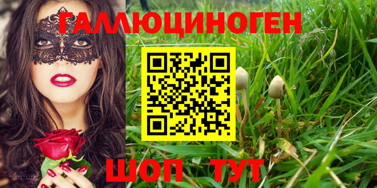 Галлюциногенные грибы Psilocybe  Урус-Мартан 